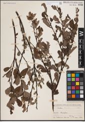 Foto von Salix aurita L.